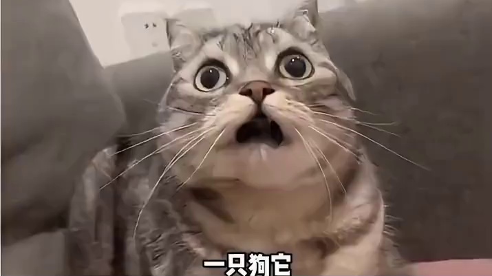 超喜欢跟人玩的人类朋友！ 小心翼翼的样子也太可爱了吧