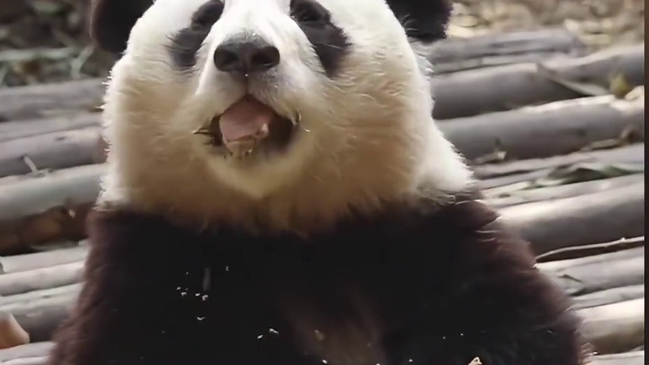 熊猫界最好辨认的熊猫都有谁呢