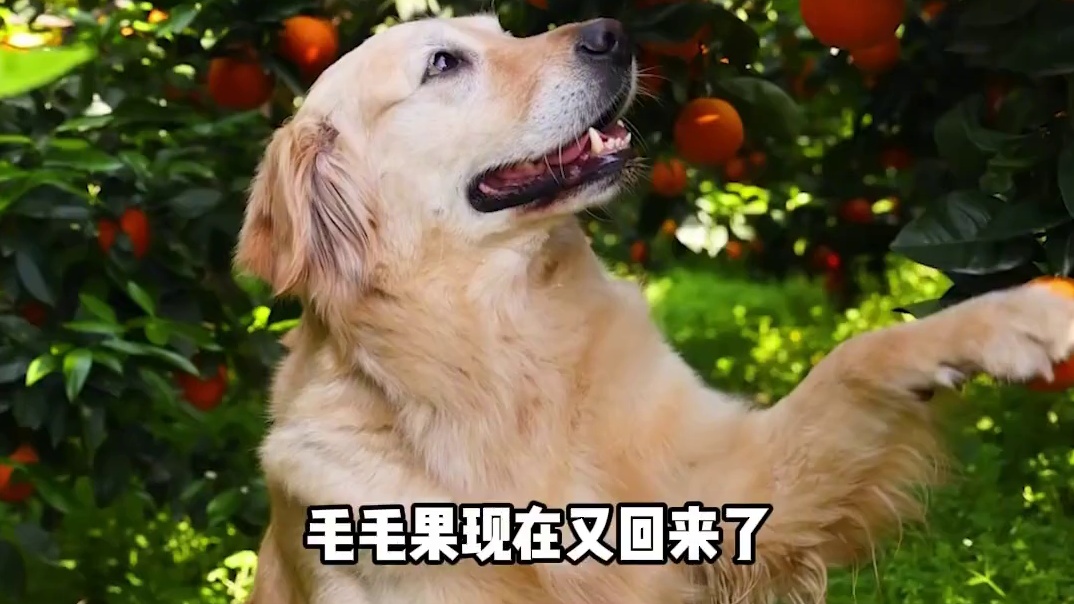 毛毛果终于回来了，世界上最可爱的小狗狗