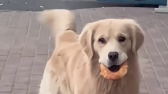 狗：我可吃了啊，不许再说我挑食了