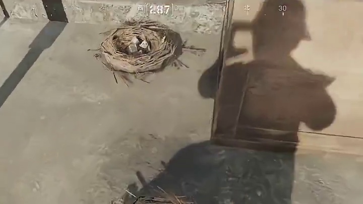 全地图鸟窝聚集地点位！黄金蛋检视！奇怪蛋兑传说！ #三角洲行动 #三角洲行动攻略 #三角洲行动欢乐剧