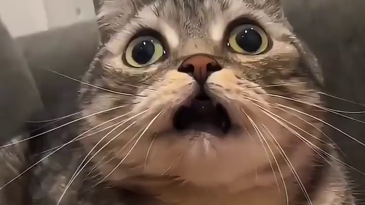 泡菜人知道他们的国土面积小吗