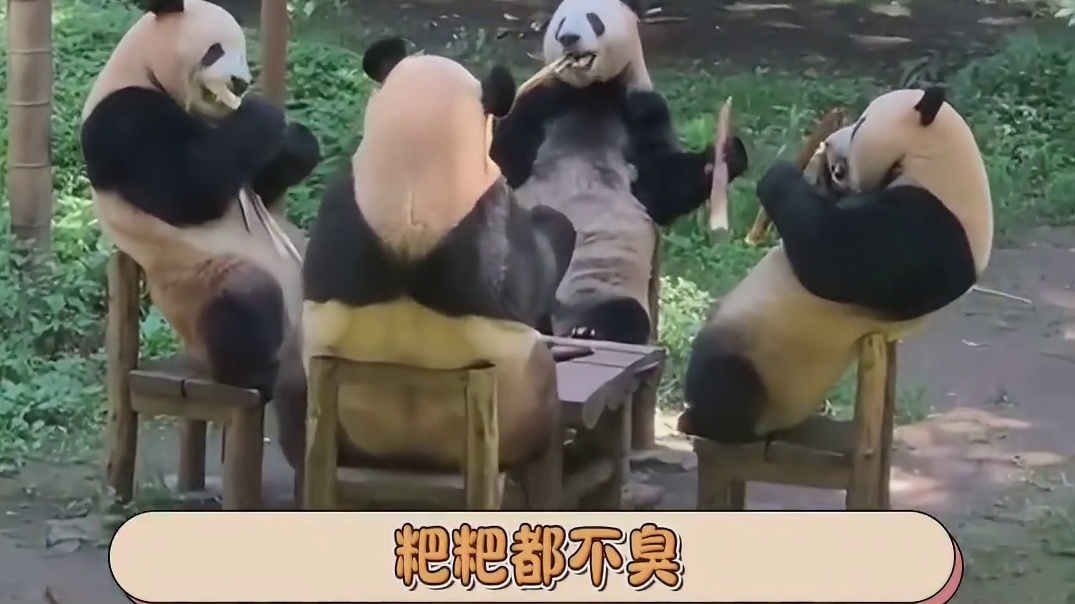 这不愧是国宝，浑身都是宝！