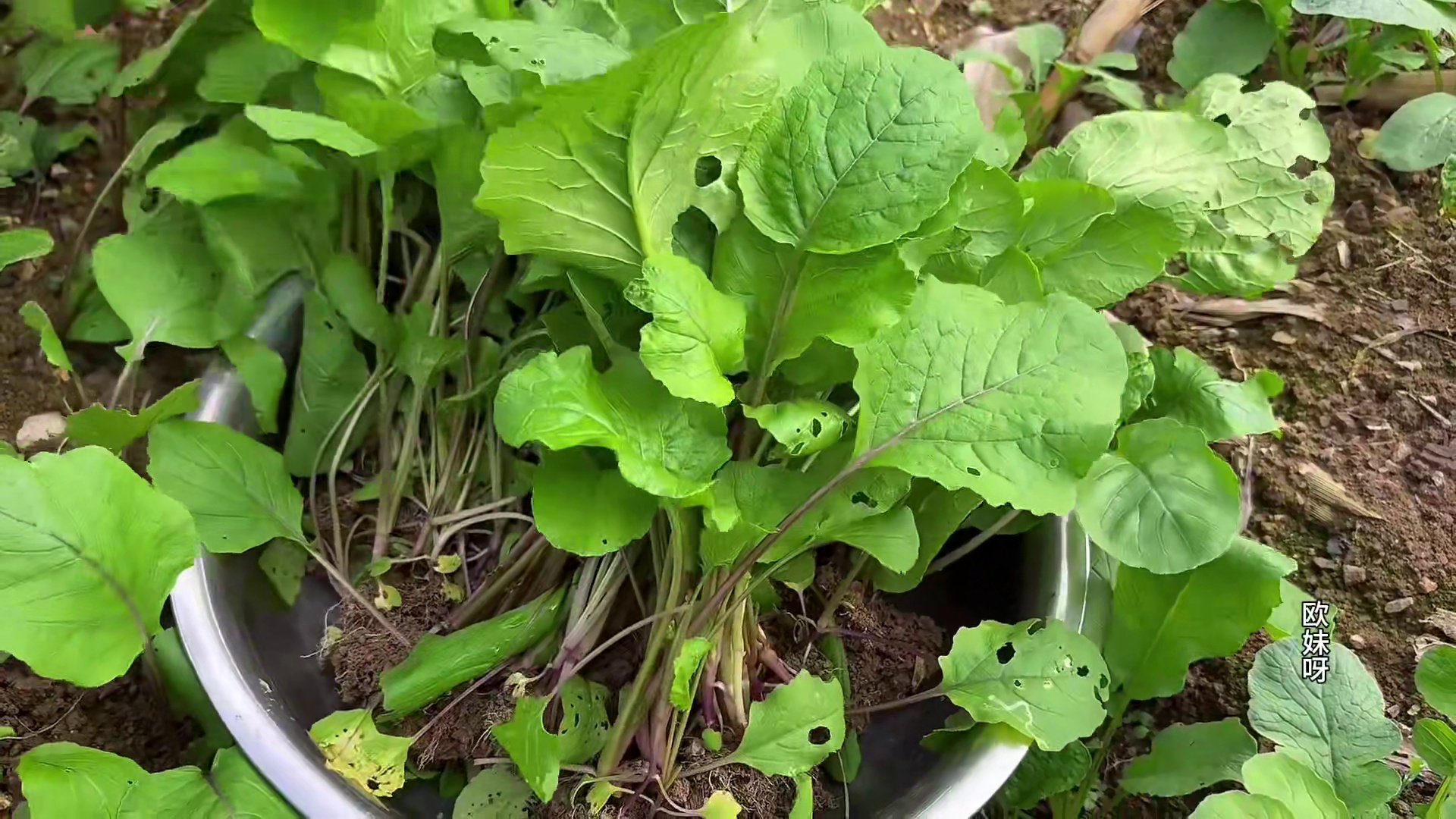 干完活做一大碗香葱肉末粉吃到饱 #美食 #农村生活