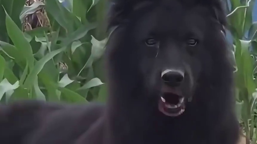 格罗安达牧羊犬，压迫感十足的牧羊犬