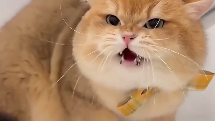 猫：没见过这么欠揍的