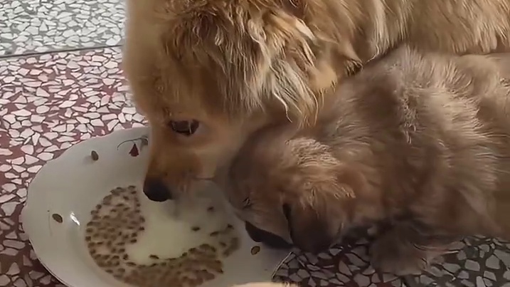 狗妈妈是数着日子送来的啊