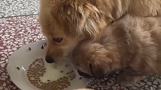 狗媽媽是數(shù)著日子送來的啊