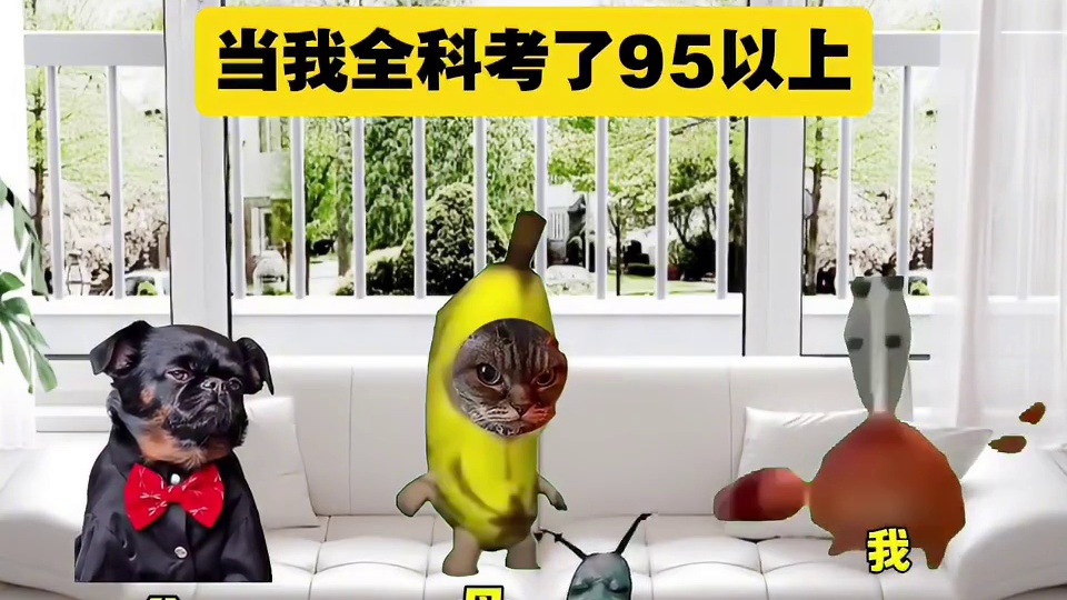 当我全科考了95分以上 #猫meme