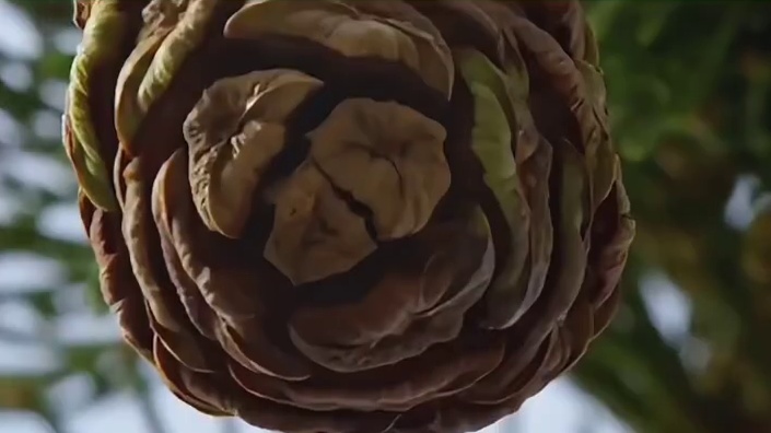 好一个植物界的邪修