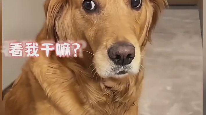 狗：这西瓜 我只尝第一口