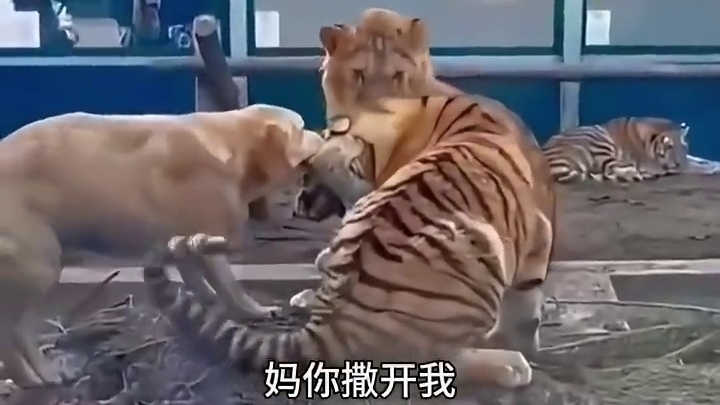 虎落平阳被犬欺