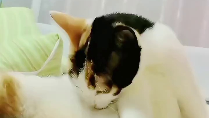 沉浸式感受猫咪舔舐自己的肚皮，是不是很治愈！！