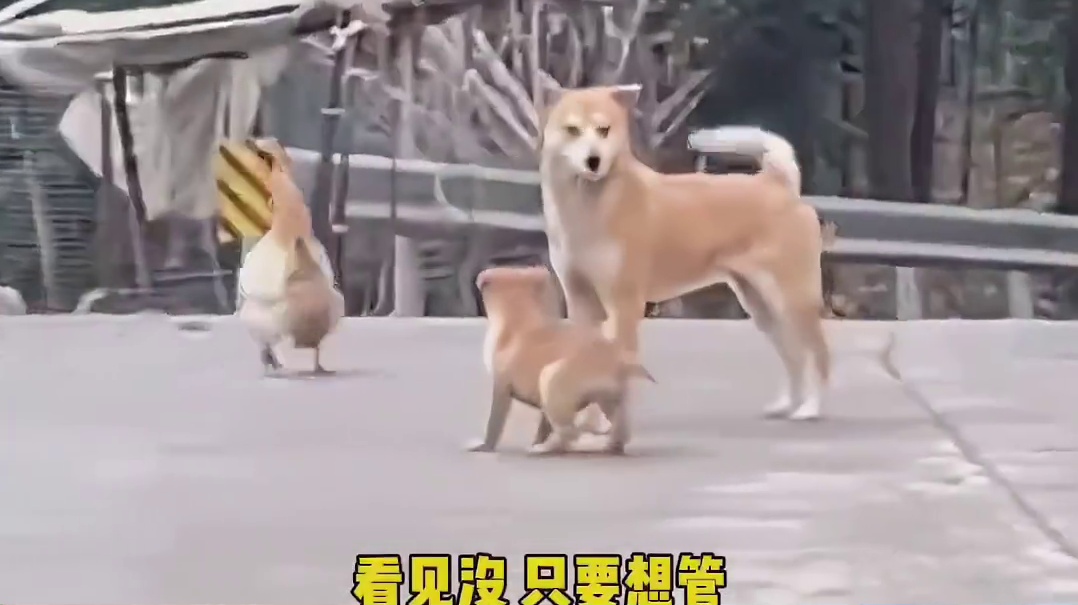 看吧，狗狗都知道要好好教育孩子