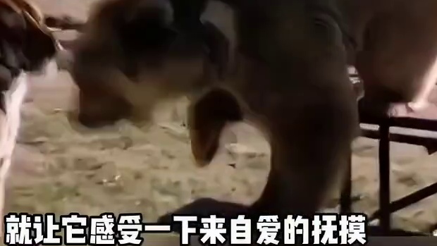 你居然说森林暴君棕熊，打不过区区老虎