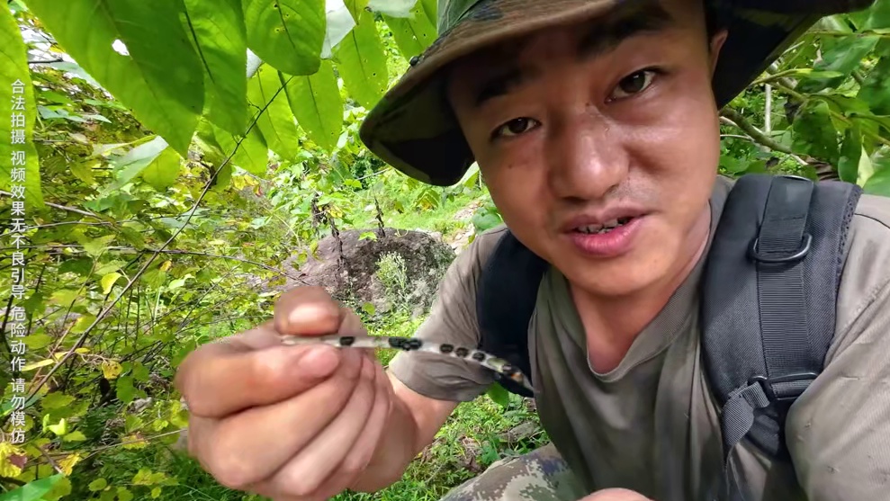 极限穿越迷失森林（3） 山谷巧遇百年老山参？丛林夜摸金蝉烤美味。#野外生存 #荒野求生 #户外 #户
