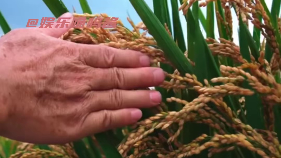 通过农乐舞感受到了农民对大地最崇高的敬意！ #被五常开镰节震撼到了#千年前落在稻田里的声音