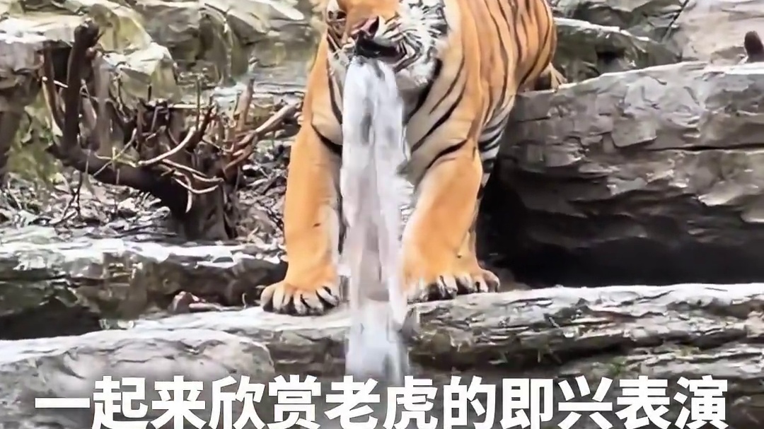 虎口瀑布？一起来欣赏老虎的即兴表演 网友：一开始以为是真的，后来发现是假的 ，结果它又动了……