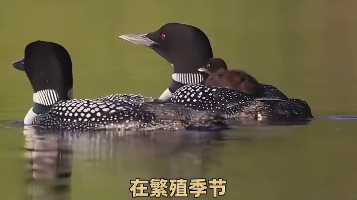 你可能没见过它，但一定听过它的声音