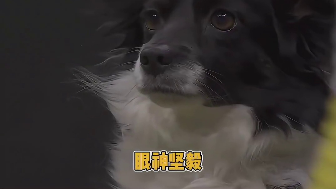 世界上居然还有比哈士奇更离谱的狗狗啊