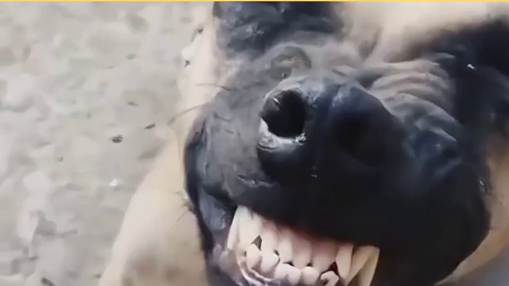 狗狗：有仇当场就报了