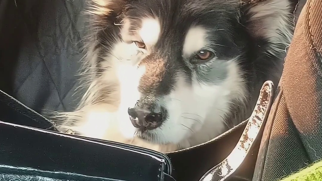 遇到堵车连狗狗都得崩溃