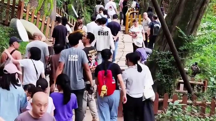 话说山中难找千年树，但在四川广元剑门蜀道翠云廊就有上千年古柏成林。#醉美广元#千年古树 #翠云廊 #