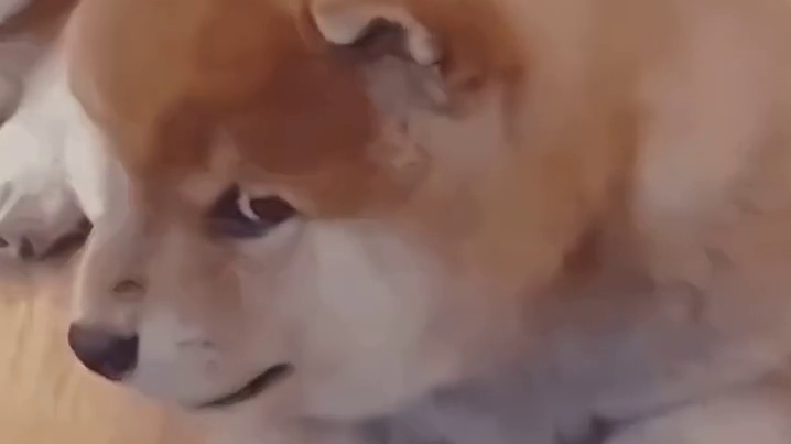 大黄：可显着你了