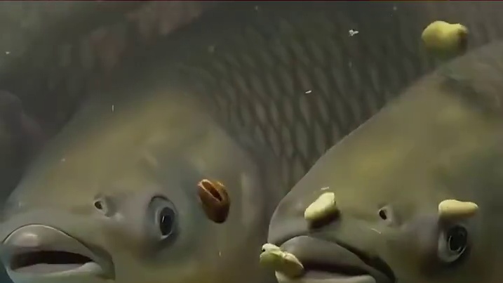 草鱼：是的我被资本做局了，还是饭局