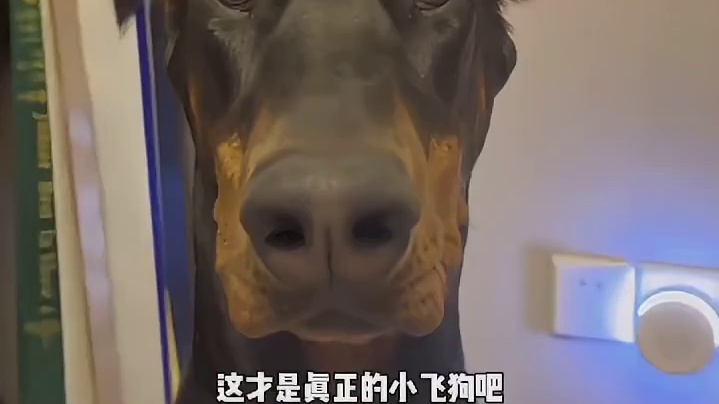 感觉下一秒就会飞走的修勾