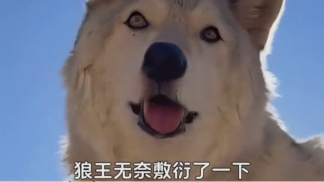 其他狼：不是刚打过卡吗？