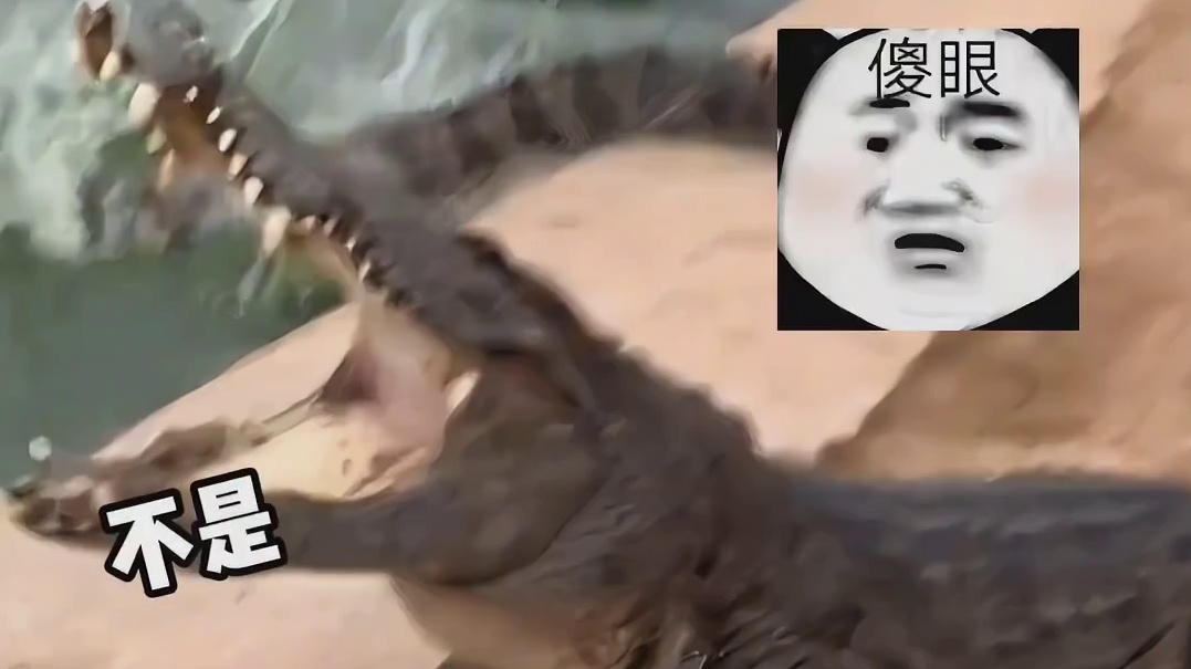 鳄鱼：妈妈这个两条腿的生物好吓鱼的呦！