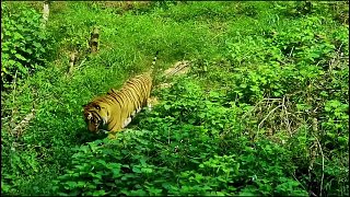 你知道老虎真實戰(zhàn)斗力有多恐怖，光一掌就1000公斤！