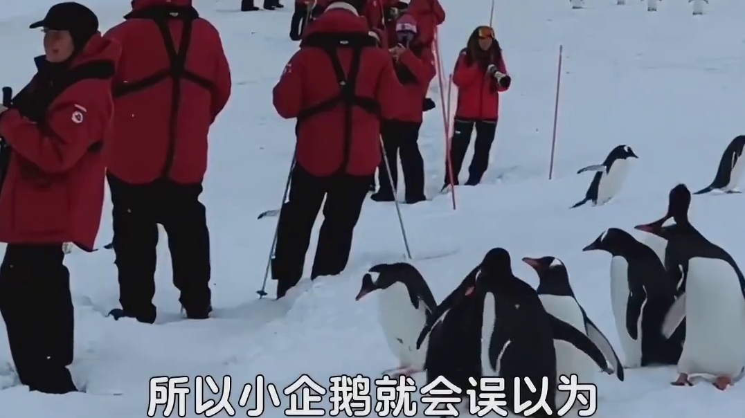 萌萌的企鹅为什么不害怕人类呢?