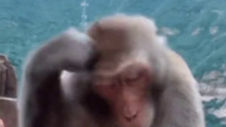 人家可以跟你共进晚餐吗金毛先生~~