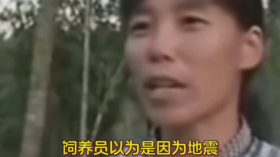 动物的深情，永远是最纯粹的