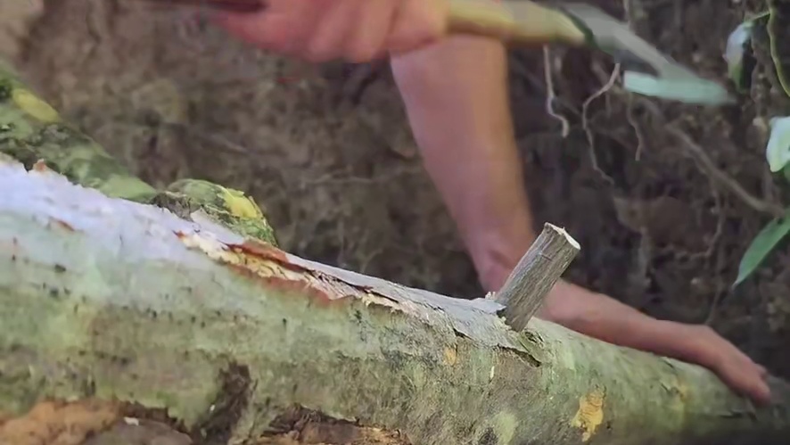 依靠在倒塌的大树根建造梯形木屋 #解压 #荒野建造 #野外建造