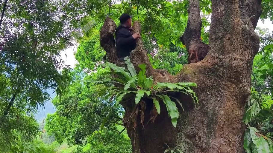 男人将镂空古树改造成豪华树屋别墅，哪怕碰到暴风雨也能轻松应对 #