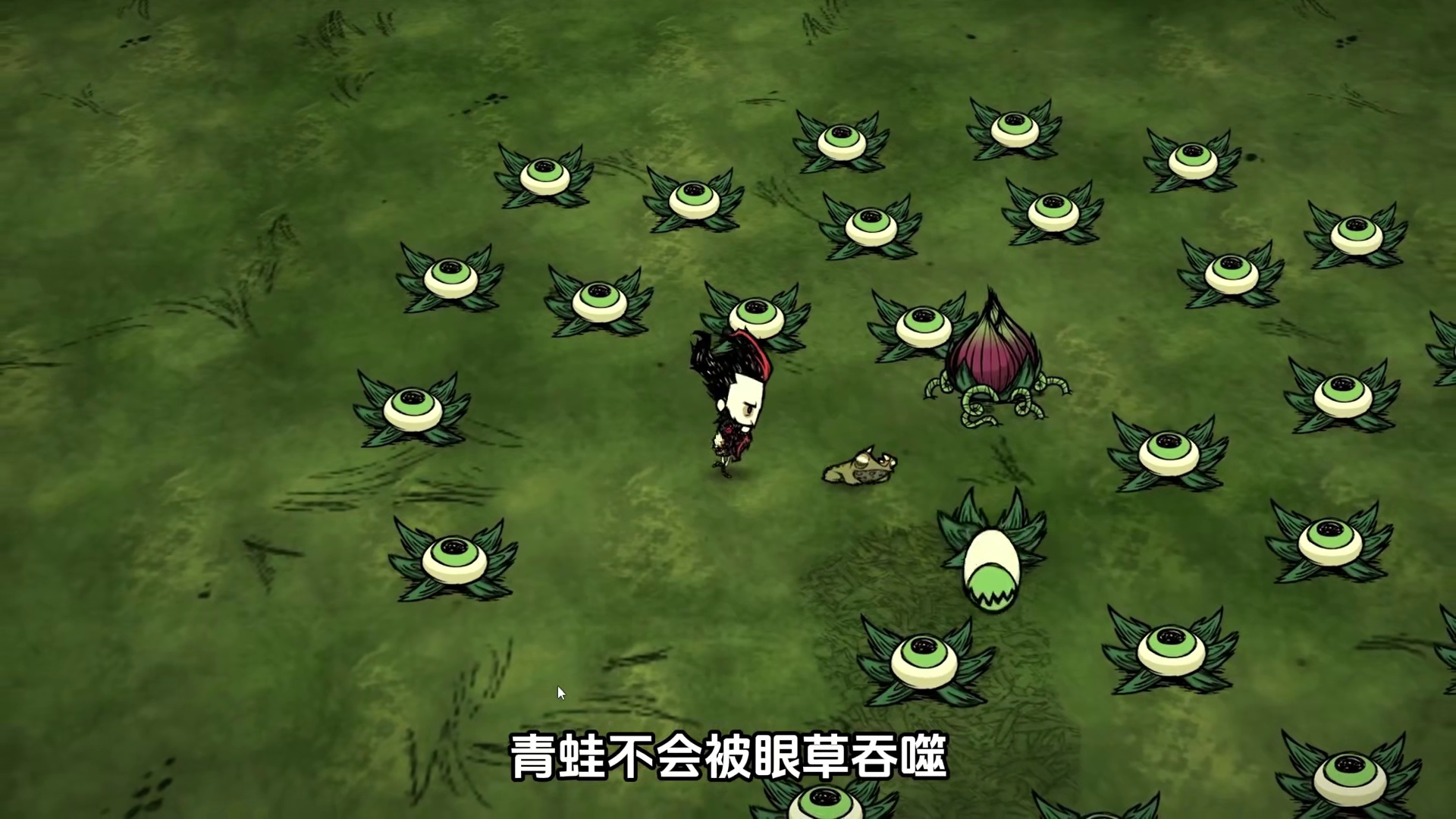 饥荒联机版：看着让人头皮发麻的食人花还有这些妙用？ #饥荒 #游戏 #游戏实况