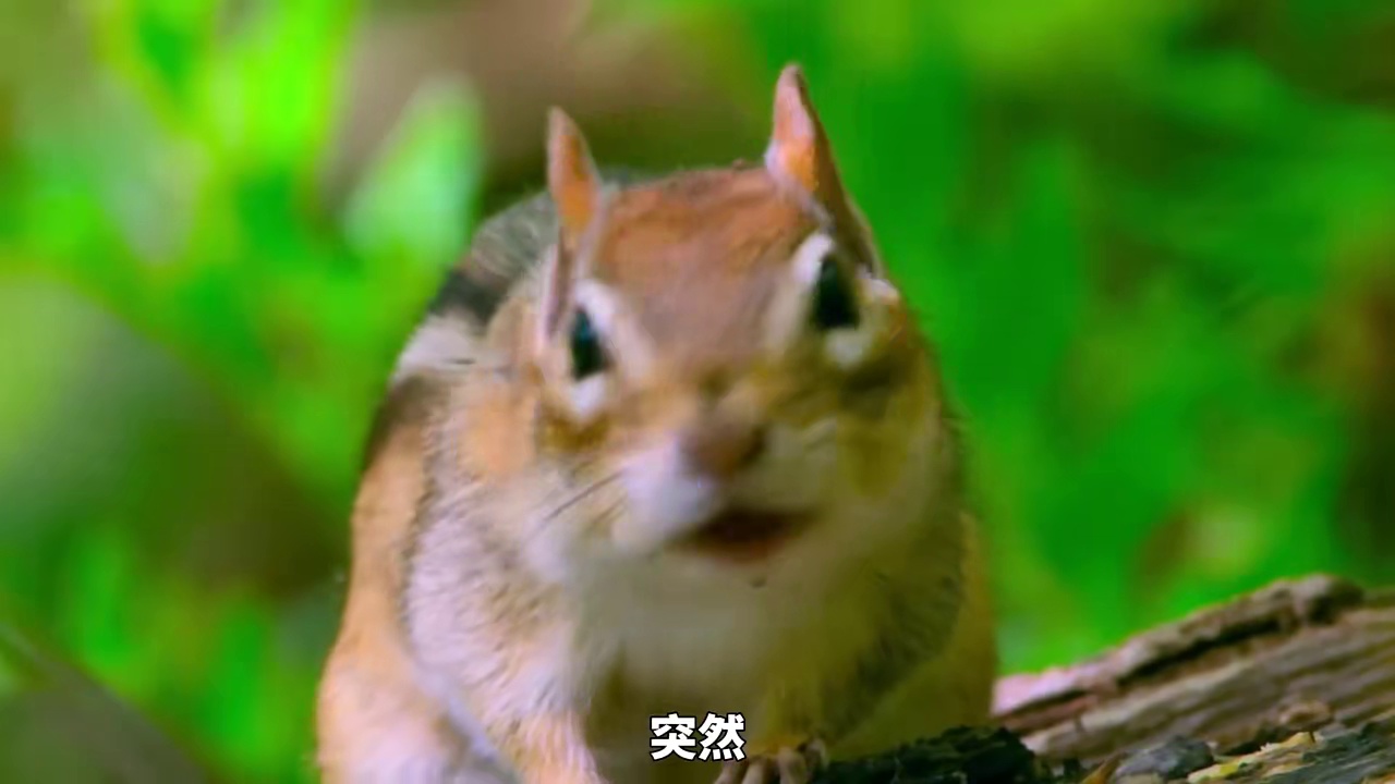 德爷非洲肯尼亚荒野求生，开局打破三天饿九顿的魔咒，捕获十多斤的鲈鱼和罗非鱼，吃上美味的生鱼片(2)