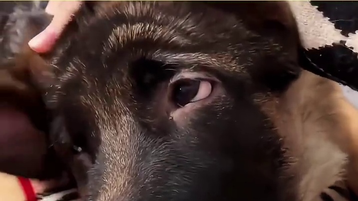 德牧：你猜我是怎么有编制的