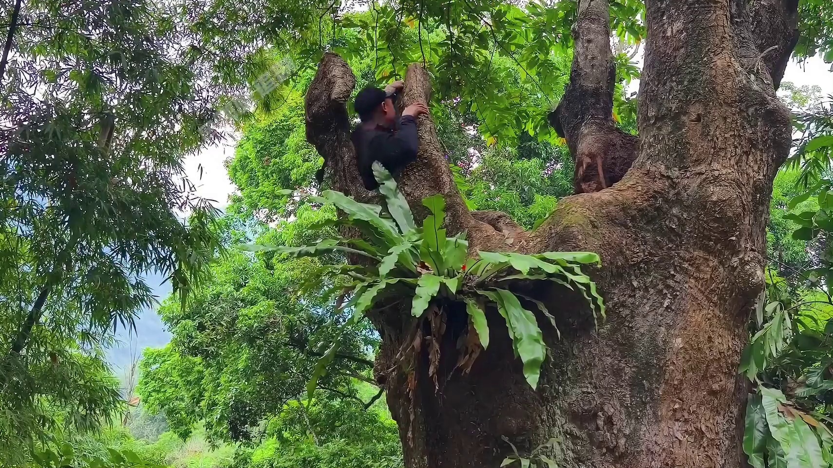 男人将千年古树改造成豪华树屋别墅，即便碰到暴风雨也能够轻松应对