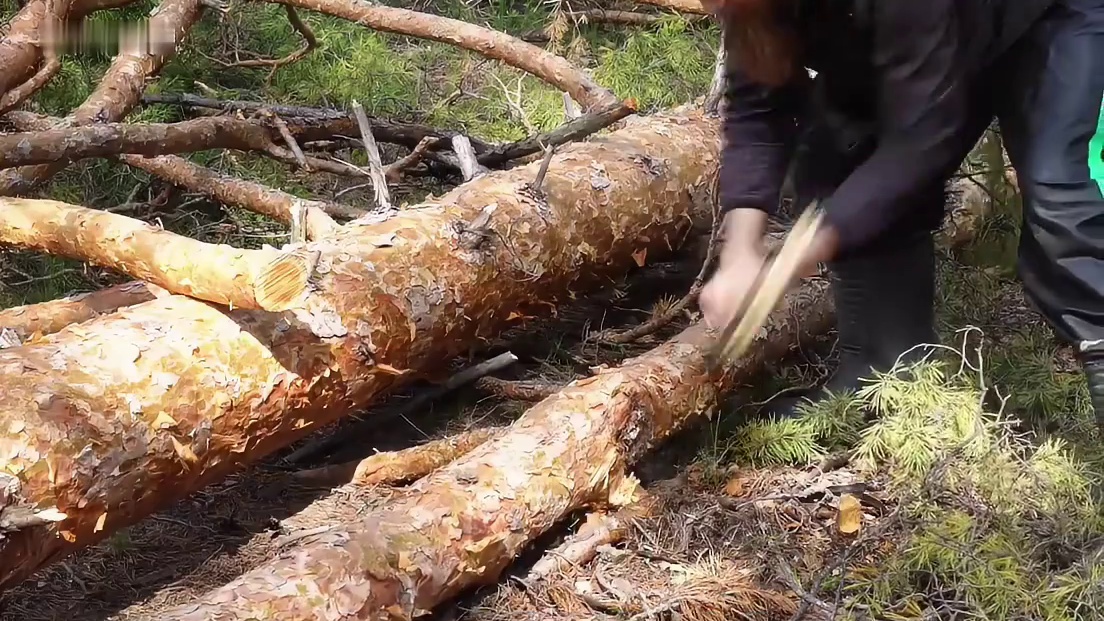 男人在森林买下一块地，并为了家人开始建造他的豪华木屋(1)