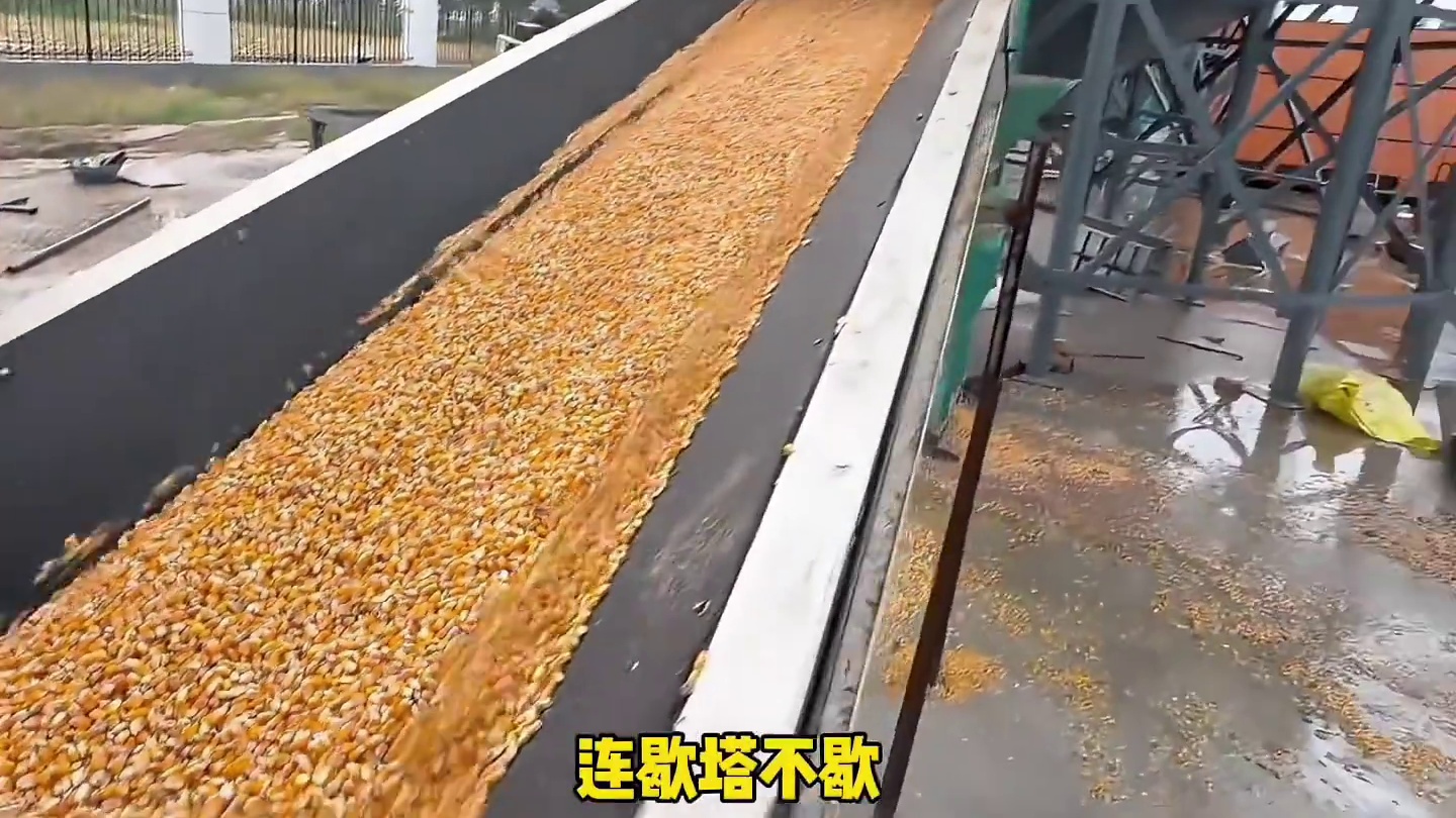 今年干烘干塔的老板赚发了…#烘干塔 #商机