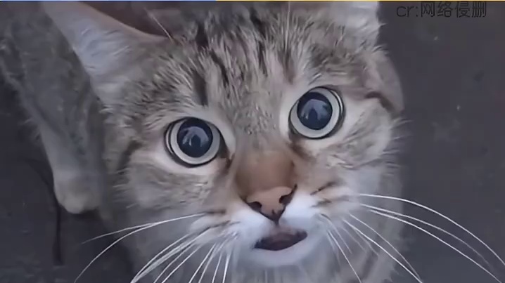 流浪猫骑士与落难公主的爱情