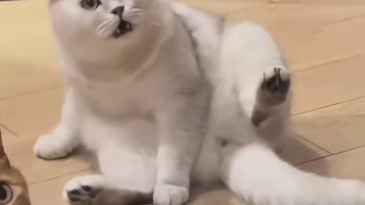 大橘疑似失去了所有力气和手段