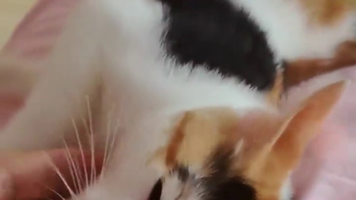 喵主子在线辟谣：剪指甲不是“刑具”！这3个坑踩了我真的会炸毛！#猫咪冷知识 #猫咪剪指甲 #可爱小猫