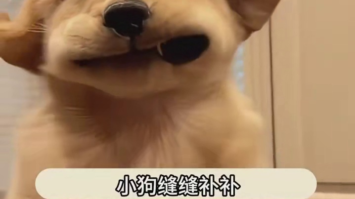 这个世界真的不能没有狗狗