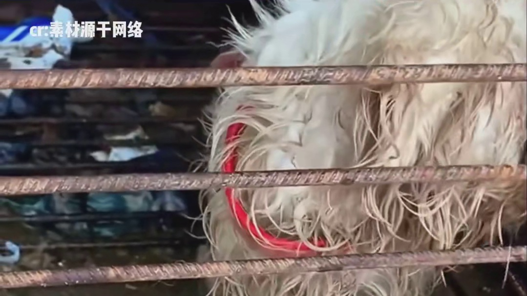 母爱不分物种，在这一刻具象化了