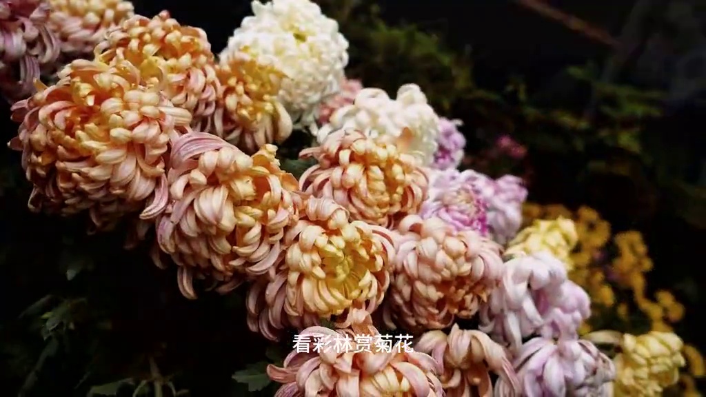 成都附近的彩林 这个宝藏地赏秋攻略速速马住！